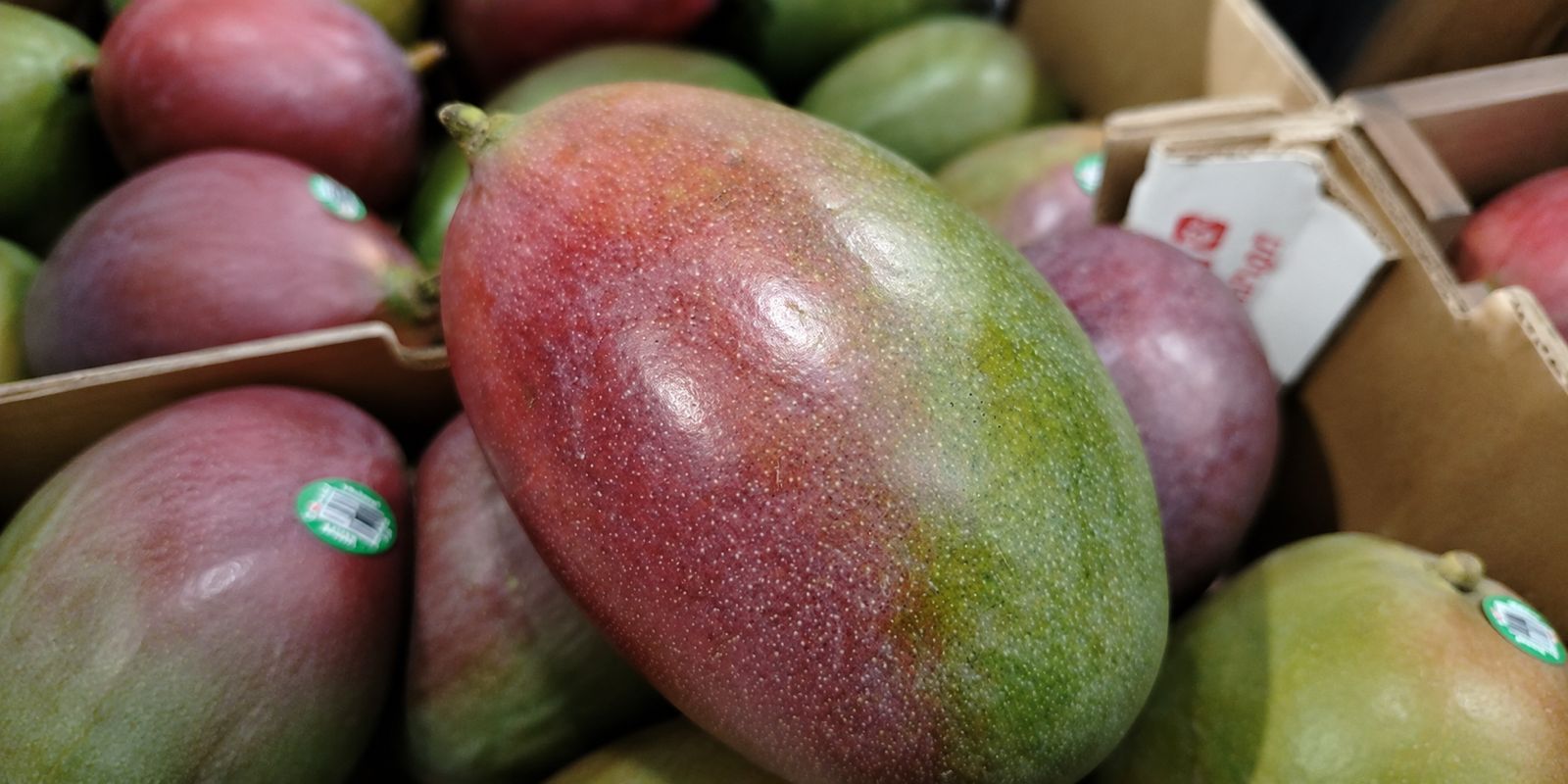 mango-1-1-1-1-1-1-1-1.jpeg